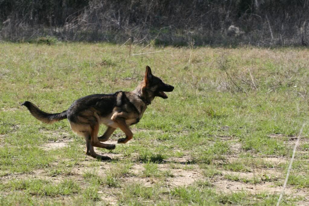 Hips...question Page 2 German Shepherd Dog Forums